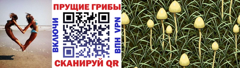 продажа наркотиков Нерюнгри Псилоцибиновые грибы Psilocybine cubensis